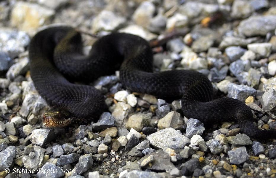 Vipera berus melanica